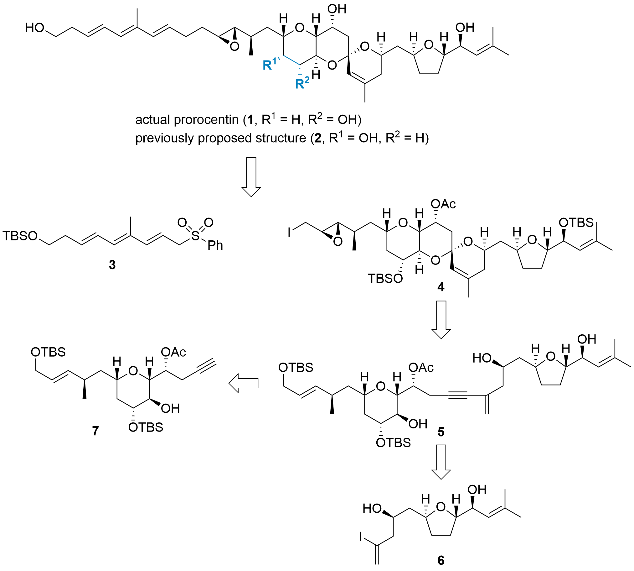 prorocentin-1.png